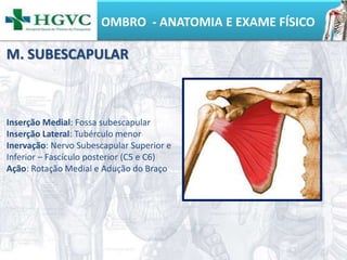OMBRO - ANATOMIA E EXAME FÍSICO
Inserção Medial: Fossa subescapular
Inserção Lateral: Tubérculo menor
Inervação: Nervo Subescapular Superior e
Inferior – Fascículo posterior (C5 e C6)
Ação: Rotação Medial e Adução do Braço
M. SUBESCAPULAR
 