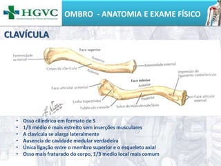 OMBRO - ANATOMIA E EXAME FÍSICO
• Osso cilíndrico em formato de S
• 1/3 médio é mais estreito sem inserções musculares
• A clavícula se alarga lateralmente
• Ausencia de cavidade medular verdadeira
• Única ligação entre o membro superior e o esqueleto axial
• Osso mais fraturado do corpo, 1/3 medio local mais comum
CLAVÍCULA
 