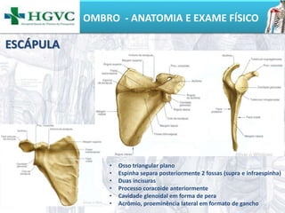 OMBRO - ANATOMIA E EXAME FÍSICO
ESCÁPULA
• Osso triangular plano
• Espinha separa posteriormente 2 fossas (supra e infraespinha)
• Duas incisuras
• Processo coracoide anteriormente
• Cavidade glenoidal em forma de pera
• Acrômio, proeminência lateral em formato de gancho
 