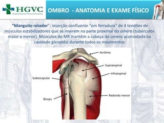 OMBRO - ANATOMIA E EXAME FÍSICO
“Manguito rotador”: inserção confluente “em ferradura" de 4 tendões de
músculos estabilizadores que se inserem na parte proximal do úmero (tubérculos
maior e menor). Músculos do MR mantêm a cabeça do úmero acomodada na
cavidade glenoidal durante todos os movimentos
 