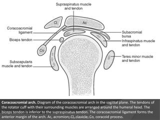 Coracoacromial arch. Diagram of the coracoacromial arch in the sagittal plane. The tendons of
the rotator cuff with their surrounding muscles are arranged around the humeral head. The
biceps tendon is inferior to the supraspinatus tendon. The coracoacromial ligament forms the
anterior margin of the arch. Ac, acromion; Cl, clavicle; Co, coracoid process.
Dr. Emanuel R. Dantas
 