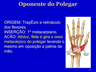 ORIGEM: Trapézio e retináculo dos flexores. INSERÇÃO: 1º metacarpiano. ACÃO:  Abduz, flete e gira o osso metacárpico do polegar  levando o mesmo em oposição a palma da mão. 