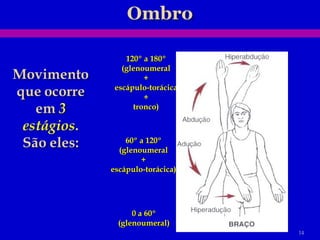 0 a 60º (glenoumeral) 60º a 120º (glenoumeral + escápulo-torácica) 120º a 180º (glenoumeral + escápulo-torácica + tronco) 