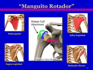 Subscapular Supra-espinhal Infra-Espinhal Redondo Menor 