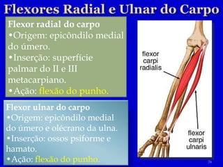 Flexor radial do carpo • Origem: epicôndilo medial do úmero. • Inserção: superfície palmar do II e III metacarpiano. • Ação:  flexão do punho. Flexor ulnar do carpo • Origem: epicôndilo medial do úmero e olécrano da ulna. • Inserção: ossos psiforme e hamato. • Ação:  flexão do punho. 