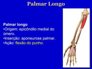Palmar longo • Origem: epicôndilo medial do úmero. • Inserção: aponeurose palmar. • Ação:  flexão do punho. 