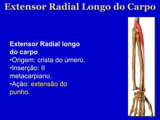 Extensor  Radial  longo do carpo • Origem: crista do úmero. • Inserção: II metacarpiano. • Ação:  extensão do punho. 