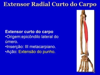 Extensor curto do carpo • Origem:epicôndilo lateral do úmero. • Inserção: III metacarpiano. • Ação:  Extensão do punho. 