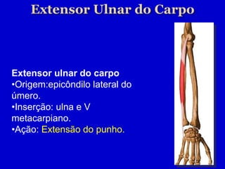 Extensor ulnar do carpo • Origem:epicôndilo lateral do úmero. • Inserção: ulna e V metacarpiano. • Ação:  Extensão do punho. 