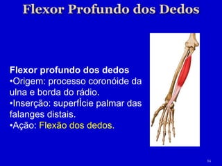 Flexor profundo dos dedos • Origem: processo coronóide da ulna e borda do rádio. • Inserção: superfície palmar das falanges distais. • Ação:  Flexão dos dedos. 