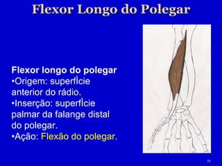 Flexor longo do polegar • Origem: superfície anterior do rádio. • Inserção: superfície palmar da falange distal do polegar. • Ação:  Flexão do polegar. 