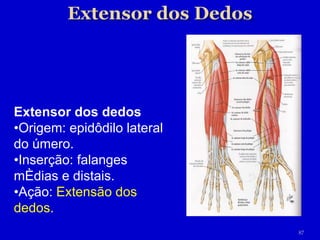 Extensor dos dedos • Origem: epidôdilo lateral do úmero. • Inserção: falanges médias e distais. • Ação:  Extensão dos dedos. 