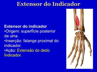 Extensor do indicador • Origem: superfície posterior da ulna. • Inserção: falange proximal do indicador. • Ação:  Extensão do dedo índicador. 
