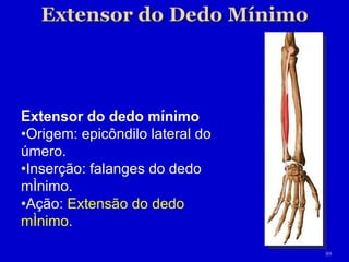 Extensor do dedo mínimo • Origem: epicôndilo lateral do úmero. • Inserção: falanges do dedo mínimo. • Ação:  Extensão do dedo mínimo. 