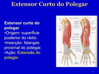 Extensor curto do polegar • Origem: superfície posterior do rádio. • Inserção: falanges proximal do polegar. • Ação:  Extensão do polegar. 