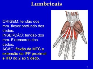 ORIGEM: tend ã o dos mm. flexor profundo dos dedos. INSERÇÃO: tendão dos mm. Extensores dos dedos. ACÃO:  flexão da MTC e extensão da IFP proximal e IFD do 2 ao 5 dedo. 