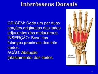 ORIGEM: Cada um por duas porções originadas dos lados adjacentes dos metacarpos. INSERÇÃO: Base das falanges proximais dos três dedos. ACÃO:  Abdução (afastamento) dos dedos.  