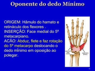 ORIGEM: Hâmulo do hamato e retináculo dos flexores . INSERÇÃO: Face medial do 5º metacarpiano. ACÃO:  Abduz, flete e faz rotação do 5º metacarpo  deslocando o dedo mínimo em oposição ao polegar. 