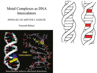 Metal Complexes as DNA
       Intercalators
  HONG-KE LIU &PETER J. SADLER

             Fatemeh Babaei




Intercalation induces structural distortions
 