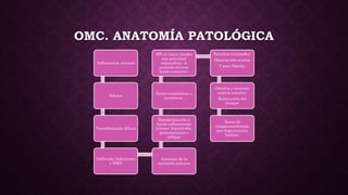 OMC. ANATOMÍA PATOLÓGICA
Inflamación mucosa
Edema
Vasodilatación difusa
Infiltrado linfocitario
y PMN
Aumento de la
secresión mucosa
Reorganización a
tejido inflamatorio
crónico: hipertrofia,
granulaciones o
pólipos
Áreas trombóticas o
necróticas.
MT al inicio: bordes
con actividad
reparadora, si
persiste otorrea
tejido conectivo.
Estadios avanzados:
Destrucción anulus
Y pars flácida.
Osteítis y necrosis
cadena osicular.
Rama corta del
yunque
Áreas de
timpanoesclerosis
por degeneración
hialina.
 