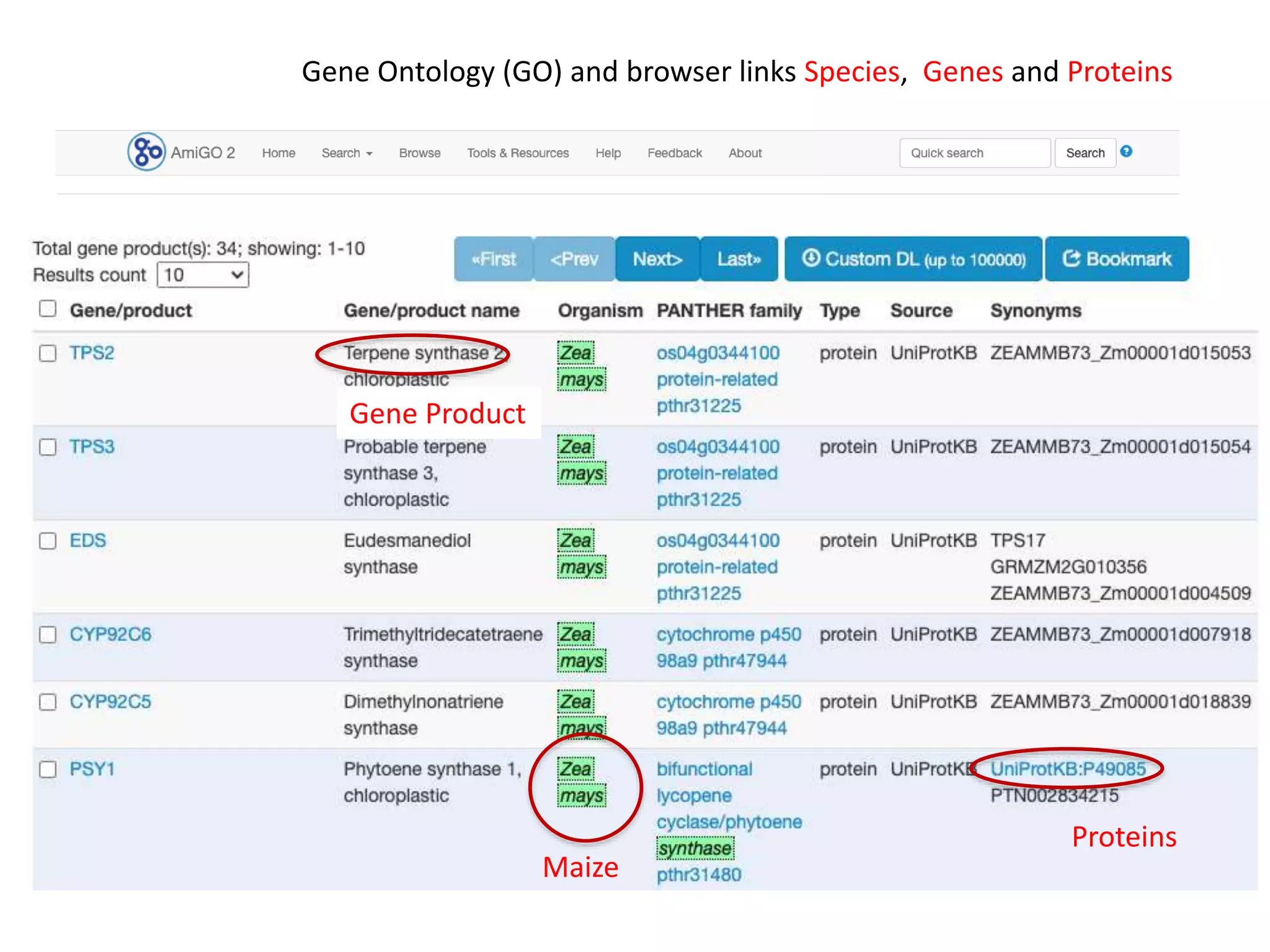 Gene Ontology (GO) and browser links Species, Genes and Proteins
Maize
Proteins
Gene Product
 