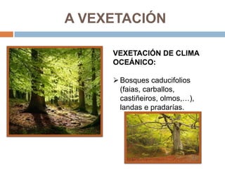 A VEXETACIÓN

     VEXETACIÓN DE CLIMA
     OCEÁNICO:

      Bosques caducifolios
       (faias, carballos,
       castiñeiros, olmos,…),
       landas e pradarías.
 