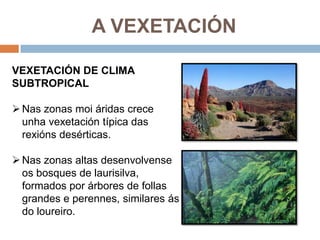 A VEXETACIÓN

VEXETACIÓN DE CLIMA
SUBTROPICAL

 Nas zonas moi áridas crece
  unha vexetación típica das
  rexións desérticas.

 Nas zonas altas desenvolvense
  os bosques de laurisilva,
  formados por árbores de follas
  grandes e perennes, similares ás
  do loureiro.
 