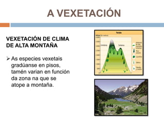 A VEXETACIÓN

VEXETACIÓN DE CLIMA
DE ALTA MONTAÑA

 As especies vexetais
  gradúanse en pisos,
  tamén varian en función
  da zona na que se
  atope a montaña.
 