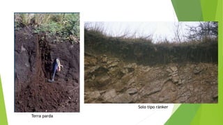 Terra parda
Solo tipo ránker
 