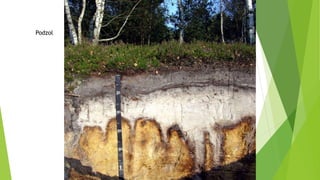 Podzol
 