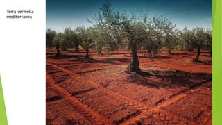 Terra vermella
mediterránea
 