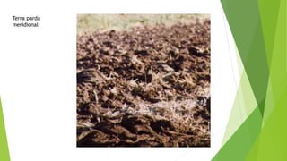 Terra parda
meridional
 