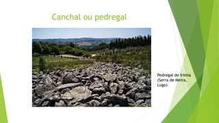Canchal ou pedregal
Pedregal de Irimia
(Serra de Meira,
Lugo)
 