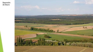 Depresión
do Douro
 