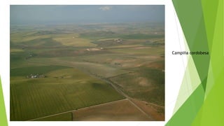 Campiña cordobesa
 