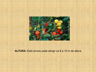 O Medronheiro Leandro