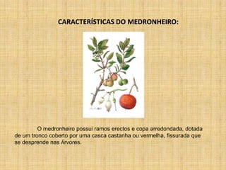 O Medronheiro Leandro