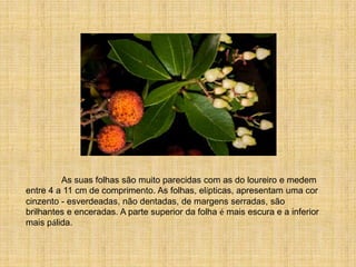 O Medronheiro Leandro