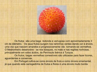 O Medronheiro Leandro