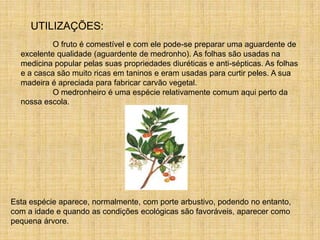 O Medronheiro Leandro