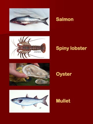 Salmon




Spiny lobster




Oyster




Mullet
 