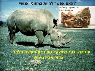 ‫?האם אפשר להיות צמחוני ואנושי‬
‫מוח פצפון בגוף של טון‬
‫אבולוציה ניוונית‬

‫עובדה- גוף במשקל טון ניזון מעשב בלבד‬
‫גדול אבל טיפש‬
‫21‬

‫לחיות ללא תרופות‬

 