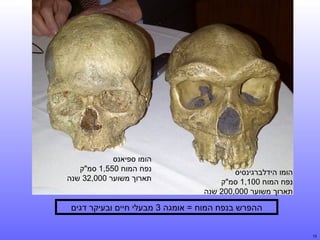 ‫הומו הידלברגינסיס‬
‫נפח המוח 001,1 סמ"ק‬
‫תארוך משוער 000,002 שנה‬

‫הומו ספיאנס‬
‫נפח המוח 055,1 סמ"ק‬
‫תארוך משוער 000,23 שנה‬

‫ההפרש בנפח המוח = אומגה 3 מבעלי חיים ובעיקר דגים‬
‫51‬

 