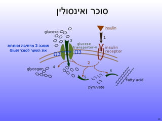 ‫סוכר ואינסולין‬

‫3‪Ω‬‬

‫42‬

‫3‪Ω‬‬

‫אומגה 3 מרחיבה ופותחת‬
‫את השער לסוכר 4‪Glut‬‬

 