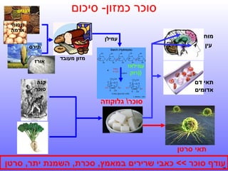 ‫סוכר כמזון- סיכום‬

‫דגנים‬
‫תפוחי‬
‫אדמה‬

‫מוח‬
‫עין‬

‫עמילן‬
‫תירס‬
‫מזון מעובד‬
‫עמילאז‬
‫))רוק‬

‫תאי דם‬
‫אדומים‬

‫אורז‬

‫קנה‬
‫סוכר‬

‫סוכר גלוקוזה‬

‫תאי סרטן‬

‫עודף סוכר << כאבי שרירים במאמץ, סכרת, השמנת יתר, סרטן‬

‫82‬

 