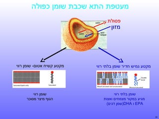 ‫מעטפת התא שכבת שומן כפולה‬
‫פסולת‬

‫מזון‬

‫מקטע גמיש חדיר שומן בלתי רווי‬

‫שומן בלתי רווי‬
‫מגיע במקור מצמחים ואצות‬
‫‪ EPA‬ו ‪)DHA‬שמן דגים(‬

‫03‬

‫מקטע קשיח אטום- שומן רווי‬

‫שומן רווי‬
‫הגוף מיצר מסוכר‬

 