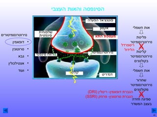 ‫הסינפסה והאות העצבי‬
‫פוטנציאל הפעלה‬
‫אות חשמלי‬
‫פליטת‬
‫נוירוטרנסמיטר‬
‫ריספרדל‬
‫קליטת הלידול‬

‫‪X‬‬

‫נוירוטרנסמיטר‬
‫בקולטנים‬
‫אות חשמלי‬

‫אקסון‬
‫מעטפת התא‬

‫• דופאמין‬

‫04‬

‫• סרוטונין‬

‫נוירוטרנסמיטר‬

‫מרווח סינפטי‬

‫• גבא‬
‫• אצטילכולין‬

‫דנדריט‬

‫שחרור‬
‫נוירוטרנסמיטר‬
‫מקולטנים‬
‫הגברת דופאמין- ריטלין )‪(DRI‬‬
‫הגברת סרוטונין- פרוזק )‪(SSRI‬‬
‫ספיגה חזרה‬
‫בעצב המשדר‬

‫‪X‬‬

‫שלפוחית‬
‫סינפטית‬

‫נוירוטרנסמיטורים‬

‫קולטן‬

‫• ועוד‬

 