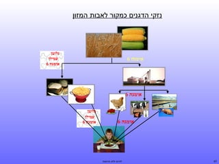 ‫נזקי הדגנים כמקור לאבות המזון‬

‫גלוטן‬
‫עמילן‬
‫אומגה 6‬

‫אומגה 6‬

‫אומגה 6‬

‫אומגה 6‬

‫76‬

‫לחיות ללא תרופות‬

‫גלוטן‬
‫עמילן‬
‫אומגה 6‬

 