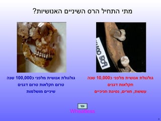 ‫מתי התחיל הרס השיניים האנושיות?‬

‫גולגולת אנושית מלפני כ000,01 שנה‬

‫גולגולת אנושית מלפני כ000,001 שנה‬

‫חקלאות דגנים‬

‫טרום חקלאות טרום דגנים‬

‫עששת, חורים, נסיגת חניכיים‬

‫שיניים מושלמות‬

‫‪Wheatless‬‬
‫9‬

 