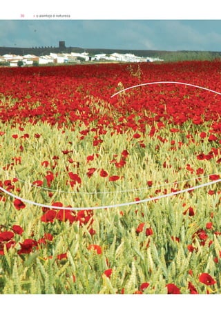 36 » o alentejo é natureza
 